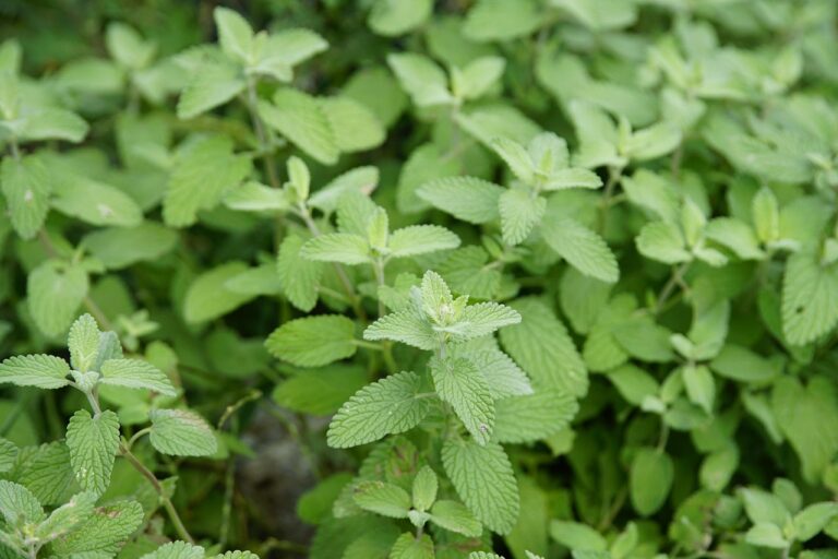 Immagine di erba gatta (Nepeta) in vaso, con foglie verdi e fiori blu, pronta per l'acquisto.