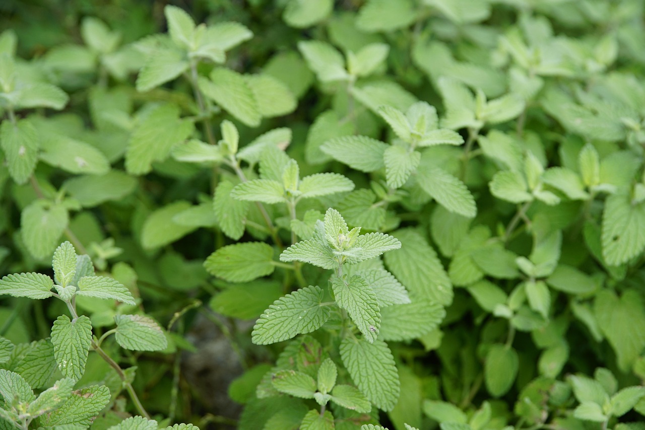 Immagine di erba gatta (Nepeta) in vaso, con foglie verdi e fiori blu, pronta per l'acquisto.