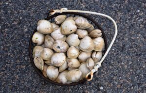 Vongole in un piatto con sabbia, pronte per essere spurgate per una cena perfetta.