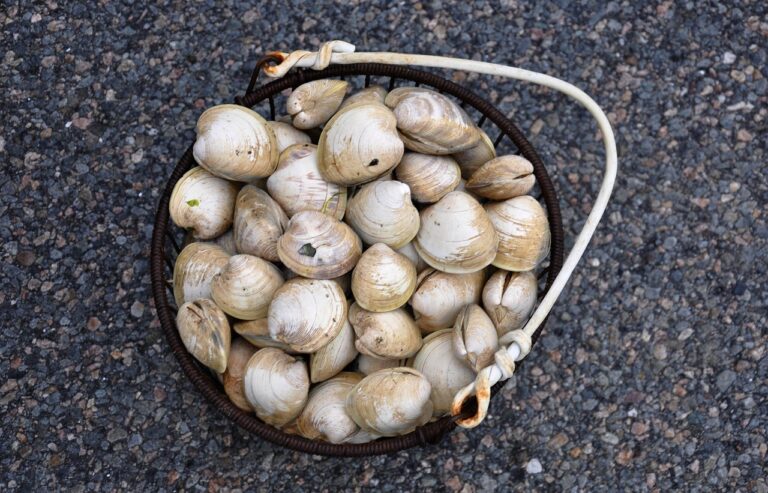 Vongole in un piatto con sabbia, pronte per essere spurgate per una cena perfetta.
